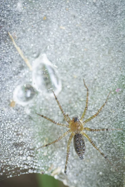 Araña Tierra Tela Llena Rocíos Lluvia — Foto de Stock