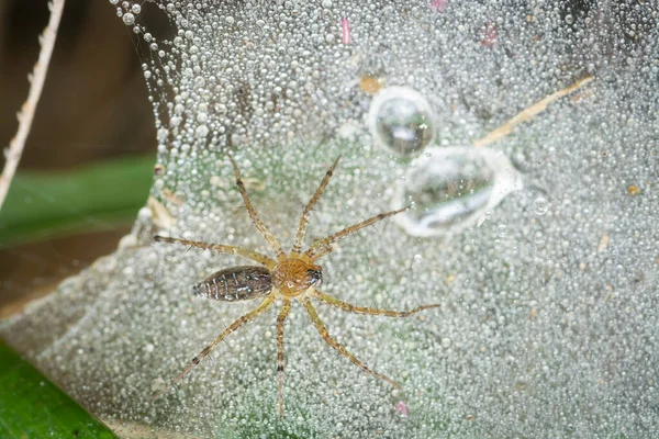 蜘蛛网上的地面蜘蛛 布满了雨水 — 图库照片