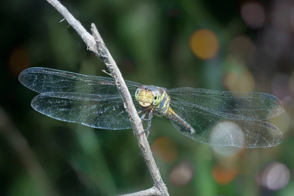 Colpo Ravvicinato Libellula Congenere Potamarcha — Foto Stock