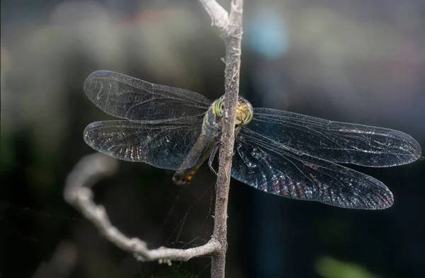 Plan Rapproché Congénère Potamarcha Libellule — Photo