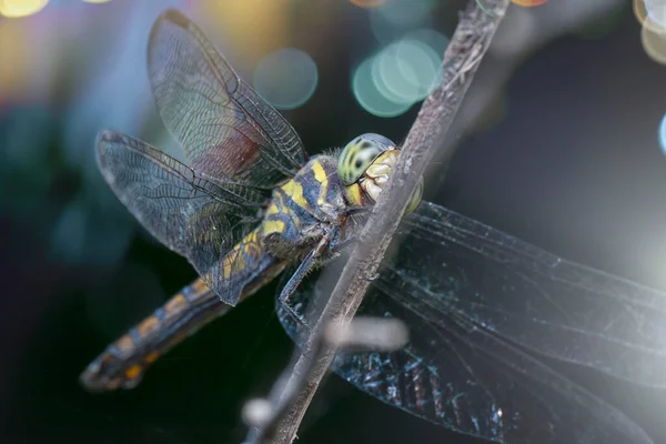 Close Shot Van Potamarcha Congeneer Libelle — Stockfoto