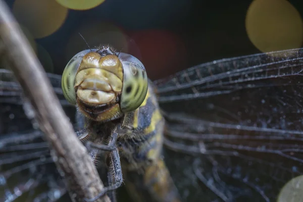 Κοντινή Λήψη Της Ομοθυγατρικής Potamarcha Dragonfly — Φωτογραφία Αρχείου