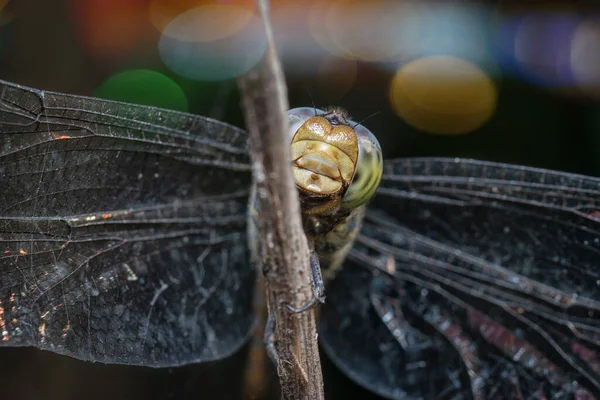 Nahaufnahme Der Potamarcha Congener Libelle — Stockfoto