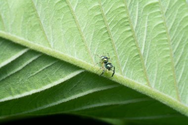 Phéla örümceğinin yakın çekimi.