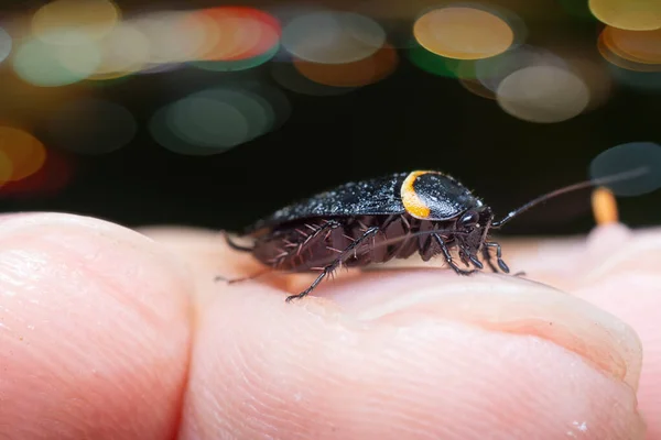 Close Shot Van Bush Kakkerlak — Stockfoto