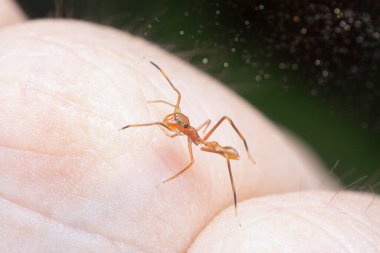 Yakın plan kırmızı karınca taklidi..