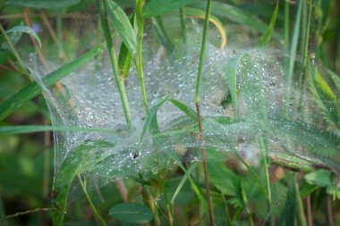 yer örümceği yuvası ağ suyu çiğ ile dolu.