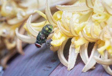 Muz çiçeğine tüneyen yaygın yeşil şişe sineği.