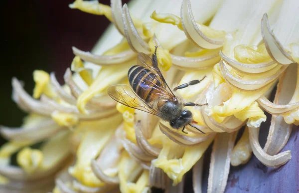 Abelha Mel Poleiro Flor Banana — Fotografia de Stock