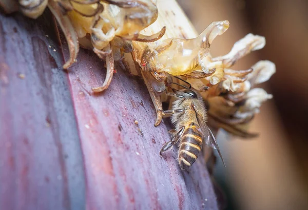 Anatomy Tussock Moth Caterpillar — Stock Photo, Image