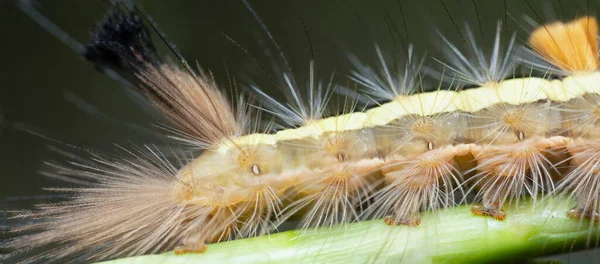 Tussock Molylepke Hernyó Anatómiája — Stock Fotó