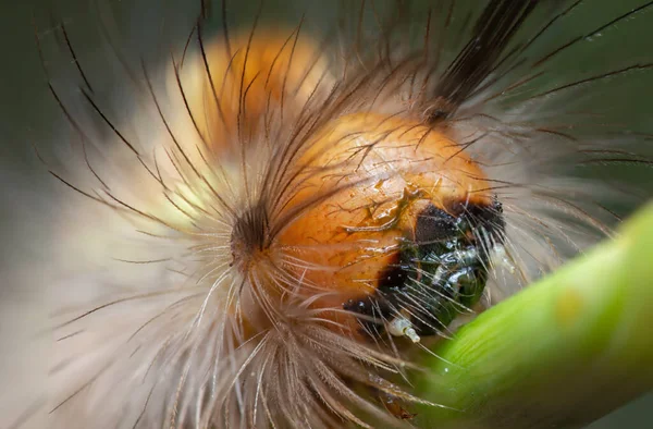 Tussock Molylepke Hernyó Anatómiája — Stock Fotó