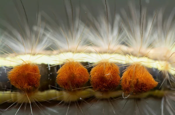 Tussock Molylepke Hernyó Anatómiája — Stock Fotó