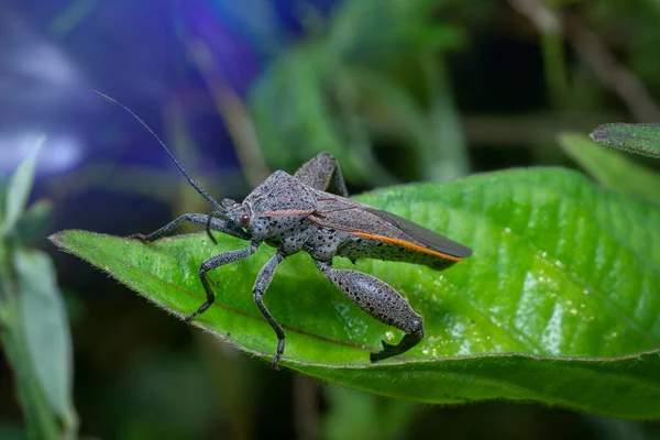 Tiro Perto Physomerus Grossipes — Fotografia de Stock