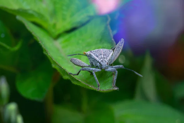 Gros Plan Physomerus Grossipes — Photo