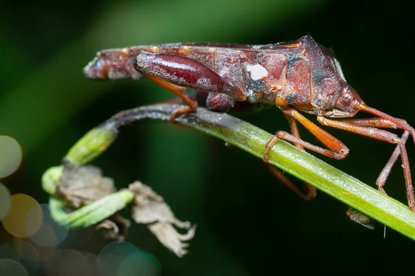 Close Shot Van Anasa Tristis — Stockfoto