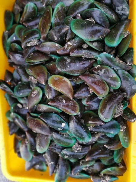 Sacco Oyster Cozze Nere Blu — Foto Stock