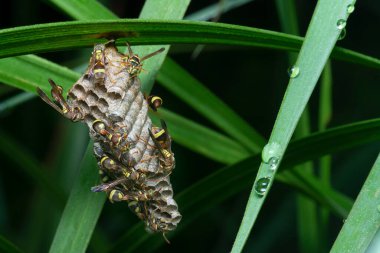 Arı ve arı kovanına yakın çekim