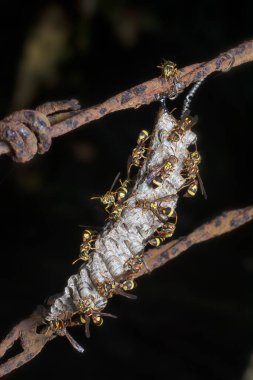 Arı ve arı kovanına yakın çekim
