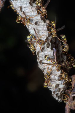 Arı ve arı kovanına yakın çekim