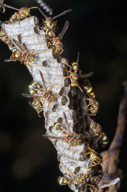 Arı ve arı kovanına yakın çekim
