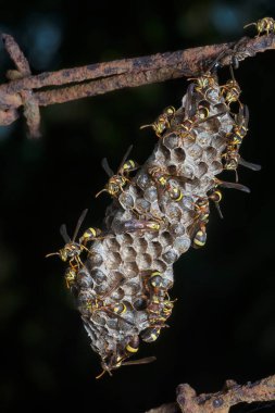 Arı ve arı kovanına yakın çekim