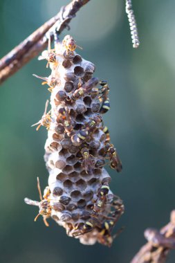 Arı ve arı kovanına yakın çekim