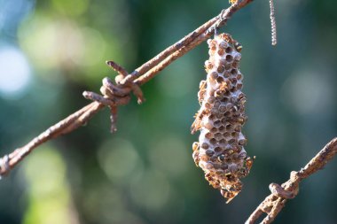 Arı ve arı kovanına yakın çekim