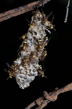 Arı ve arı kovanına yakın çekim