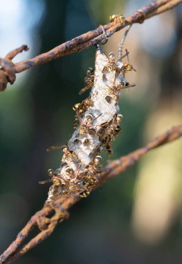 Arı ve arı kovanına yakın çekim