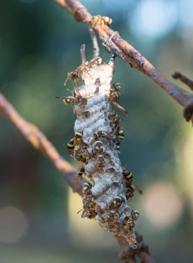 Arı ve arı kovanına yakın çekim