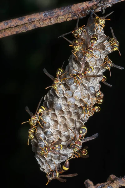 Arı Arı Kovanına Yakın Çekim — Stok fotoğraf