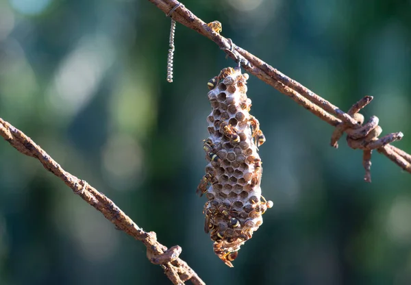 Close Shot Paper Wasp Bees Nest — Stock Photo, Image