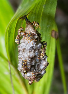 Arı ve arı kovanına yakın çekim
