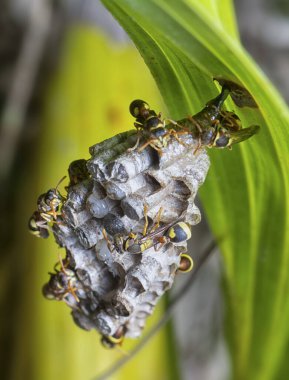 Arı ve arı kovanına yakın çekim