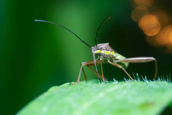 Tiro Cerca Leptocorisa Varicornis — Foto de Stock