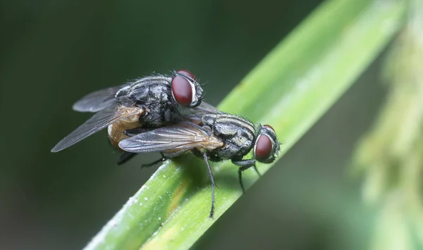 Par Clusterflies Lâmina Grama — Fotografia de Stock