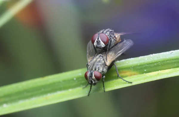Par Clusterflies Lâmina Grama — Fotografia de Stock