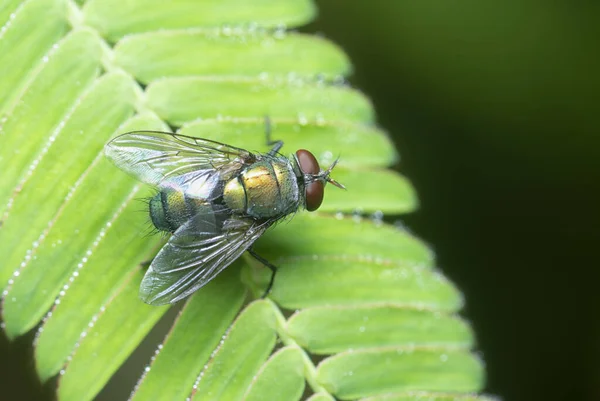 Calliphora Vomitoria Fliegen Auf Dem Blatt — Stockfoto