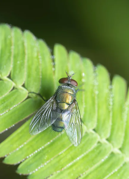 Calliphora Vomitoria Fliegen Auf Dem Blatt — Stockfoto