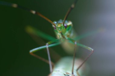 Yakın çekim leptokorisa chinensis 