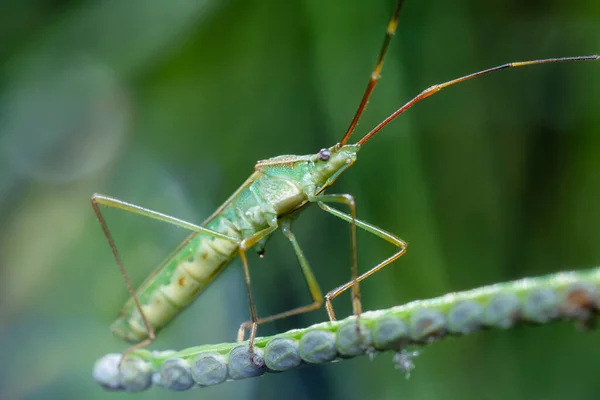 Tiro Cercano Leptocorisa Chinensis —  Fotos de Stock