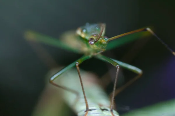 Tiro Perto Leptocorisa Chinensis — Fotografia de Stock