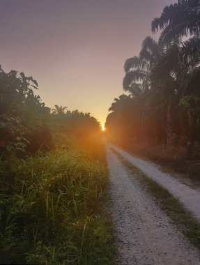 Kırsal kesimdeki yolda parıldayan sabah manzarası.
