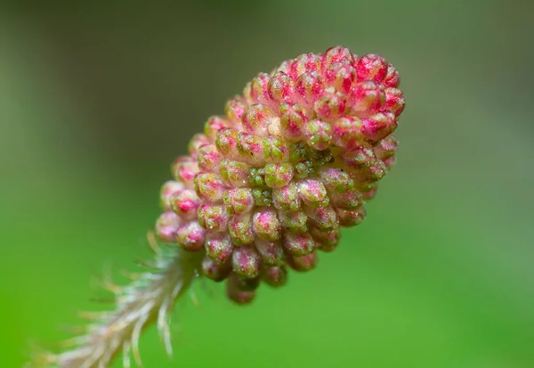 Plan Rapproché Plante Mimosa Pudica — Photo