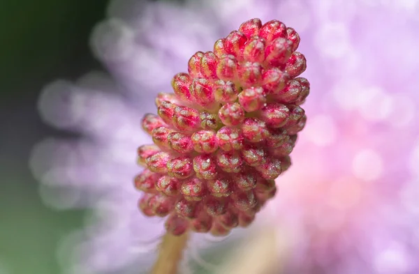 Colpo Ravvicinato Della Pianta Mimosa Pudica — Foto Stock