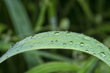 Yabani çimen yüzeyinde çiy damlaları.