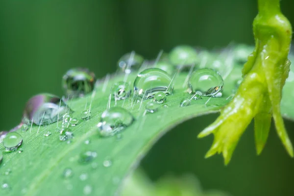 Dew Droplets Wild Grass Surface — Stock Photo, Image