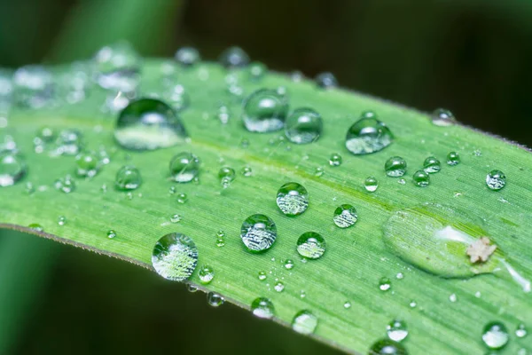 Dew Droplets Wild Grass Surface — Stock Photo, Image