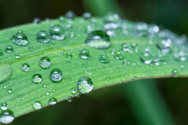 Dew Droplets Wild Grass Surface — Stock Photo, Image
